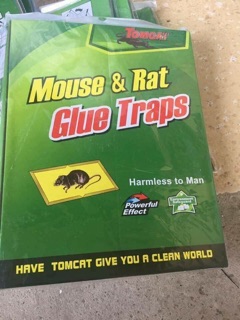 Miếng dán bẫy chuột