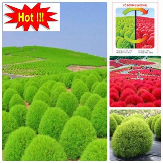 Hạt Giống Cỏ Đổi Màu - 50 hạt