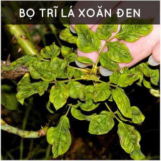 Dầu Neem nguyên chất ép lạnh