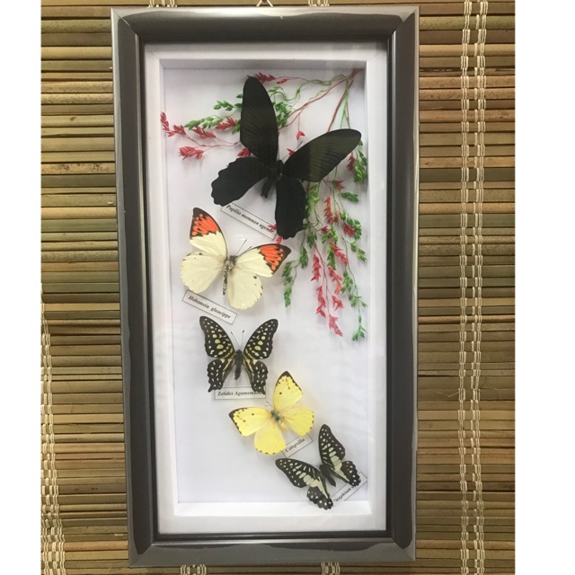 Tranh Bướm Nghệ Thuật