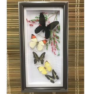 Tranh Bướm Nghệ Thuật