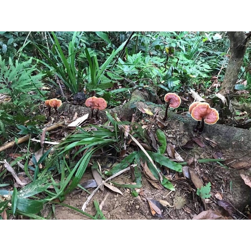 Nấm lim xanh rừng Quảng Nam