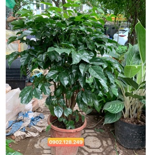 Cây hạnh phúc chậu nhựa size to