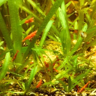 Lá dâu tằm tép cảnh , tép kiểng óc táo giúp tăng đề kháng làm đẹp sáng vỏ đẹp màu giảm Stress cho tép