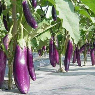 Hạt Giống Cà Tím Dài Siêu Quả F1 Nga