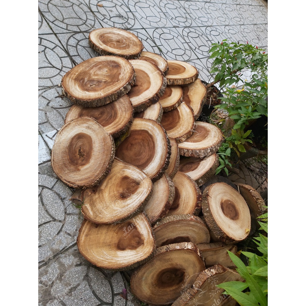 Lát gỗ me tây tự nhiên dày 3cm, đường kính 25->35cm