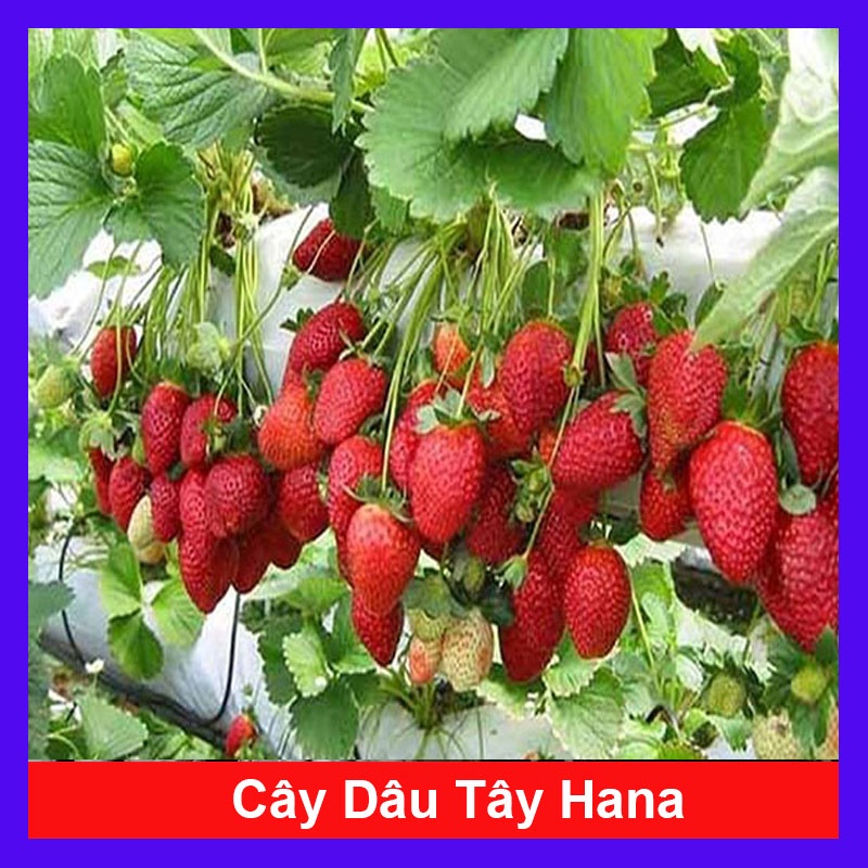 Cây dâu tây hana giống chịu nhiệt quả to siêu ngọt - cây ăn quả