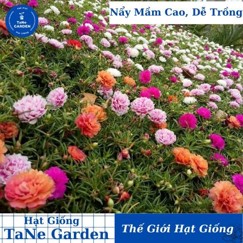 200h Hạt Giống Hoa Mười Giờ Mỹ Kép Mix Màu - TaNe Garden
