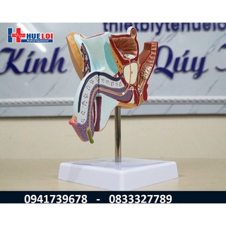 Mô hình giải phẫu bệnh lý hệ sinh dục nam