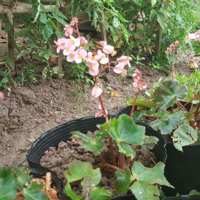 Hoa sen cạn (cây con)