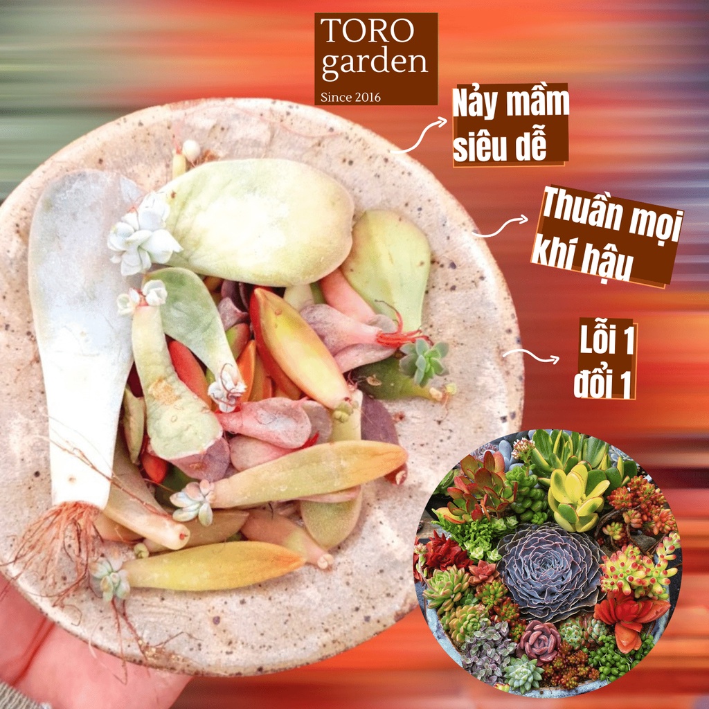 Mầm sen đá Đà Lạt 30 lá các loại siêu dễ ươm cây cảnh trang trí nhà cửa Toro garden