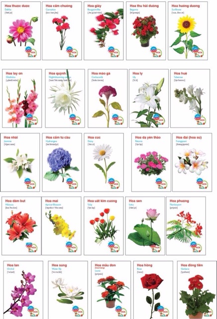 Bộ 416 thẻ học song ngữ 16 chủ đề