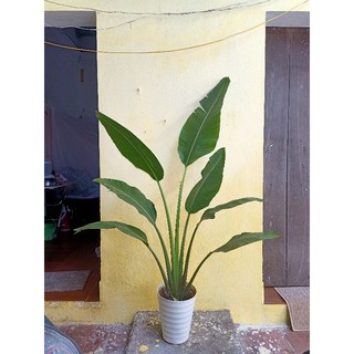 giá gốc-CÂY CHUỐI DẺ QUẠT
