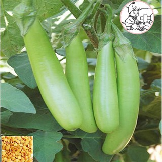 Hạt cà xanh mỡ dài - gói 1 gram