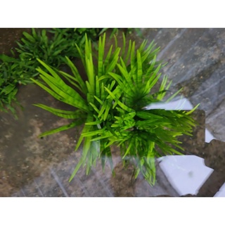 Đại Thủy Trúc- Huấn Sinh Vật Cảnh