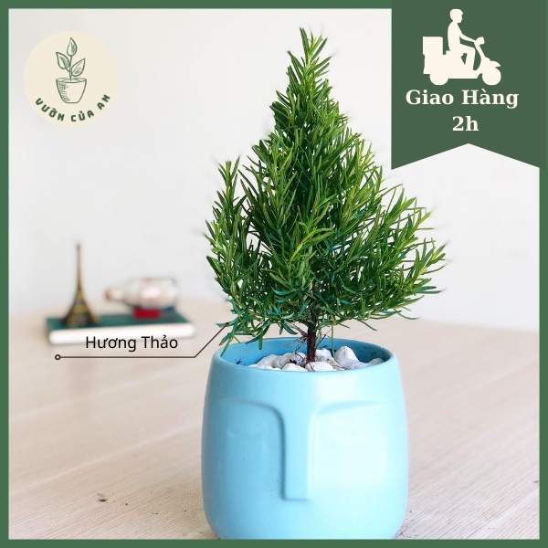 Cây hương thảo - rosemary, hương liệu đuổi muỗi, gia vị Âu, vườn của an