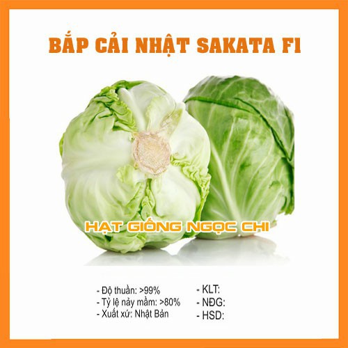 Hạt Giống Rau Bắp Cải Nhật SAKATA F1 - 0.2Gr