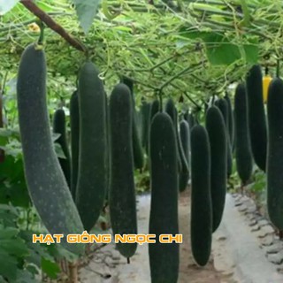 Hạt Giống Quả Bí Sặt (Bí Đao Xanh) - 30H