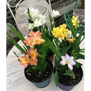 Combo 4 củ hoa lan nam phi mix ( trắng vàng tím hồng - tặng 4 viên nén sơ dừa ươm củ)