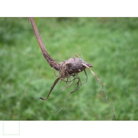 1kg Củ gấu khô hàng loại 1 thơm ngon