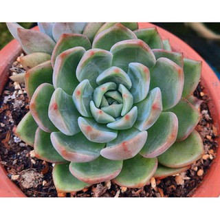 Sen đá Pha Lê Đỏ - Hư 1 đổi 1- Cây cảnh trang trí- HOA ĐÁ shop