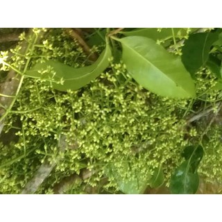 Nụ vối ngon sach 1kg