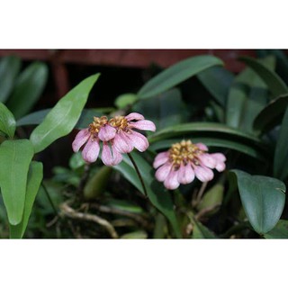 Lan Lọng Pha Long - Bulbophyllum Andersonii