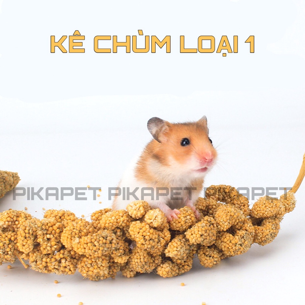 Thức ăn cho hamster kê chùm mượt lông