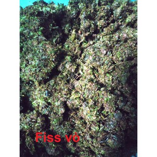 100gram Rêu Minifiss Vò thủy sinh