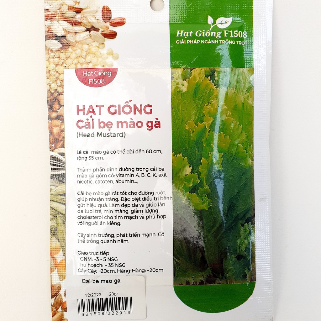 Hạt giống cải bẹ mào gà