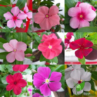 50 hạt giống hoa dừa cạn rủ