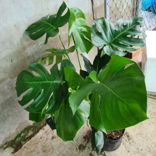 Cây trầu bà nam mỹ size đại