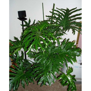Cây trầu bà cánh phượng