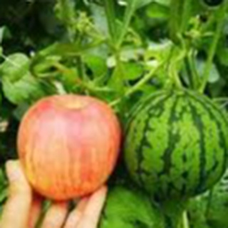 Hạt giống dưa hấu trái táo baby,giống chuẩn f1-1 gói 10 hạt