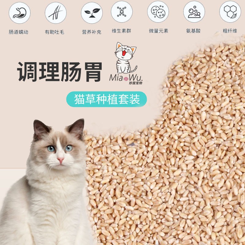 【Sẵn sàng giao hàng】 thức ăn cho mèo đồ ăn cho mèophiếu giảm giá 5 mua hai tặng một hạt giống cỏ mèo thủy ca