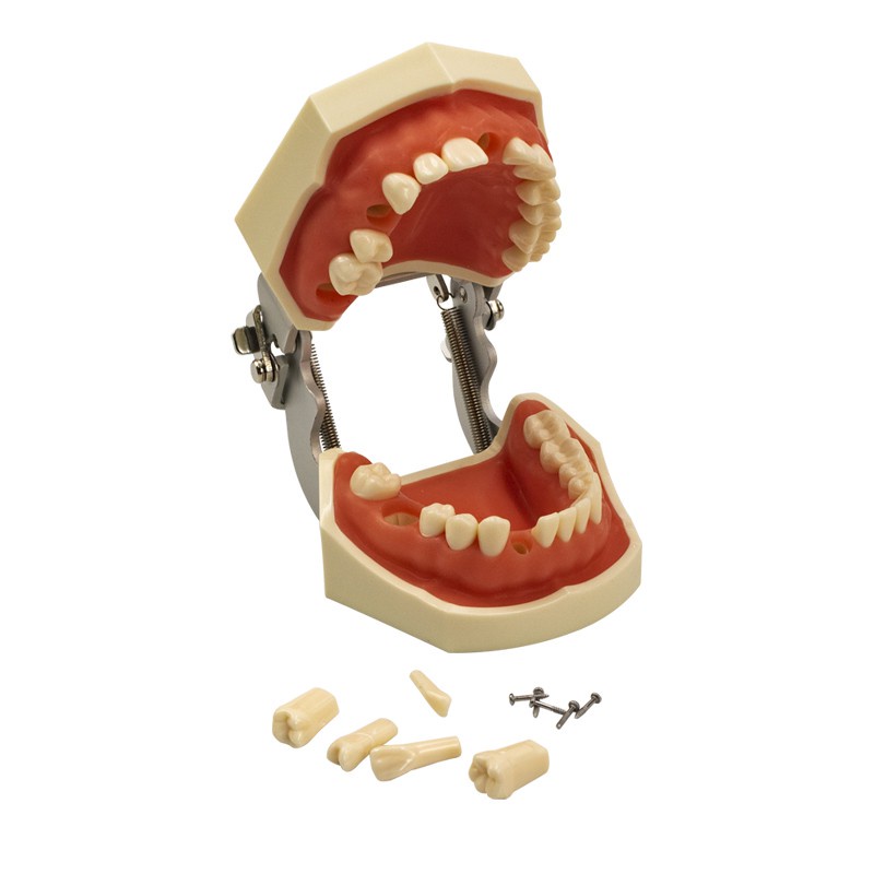 Mô Hình Hàm Răng Tiêu Chuẩn Có Thể Tháo Rời Hỗ Trợ Giảng Dạy Nha Khoa