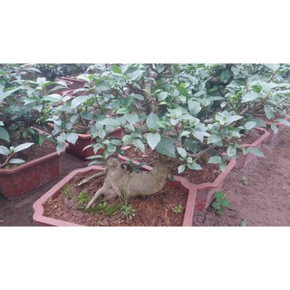 Sung bonsai