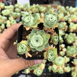 Sen đá hoa Hồng xanh bụi