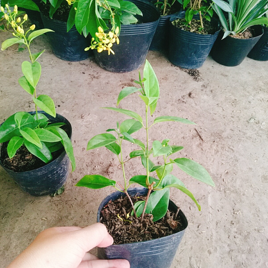 Cây Mai Hoàng Yến