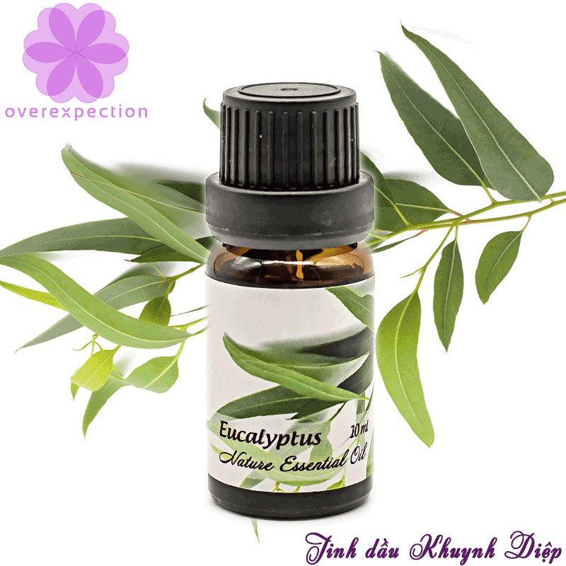 Tinh dầu khuynh diệp (Eucalyptus Essential Oil) 10ml