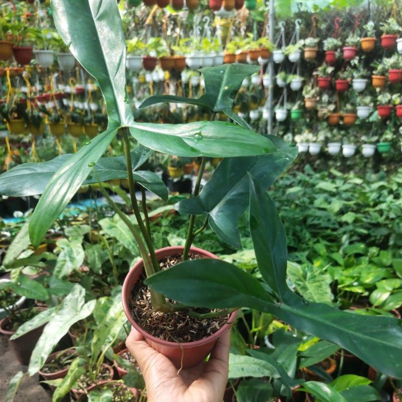 Chậu cây Philodendron 69689