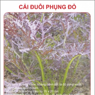 Bán Hạt Giống Cải Đuôi Phụng Đỏ( 20gam) hàng chuẩn