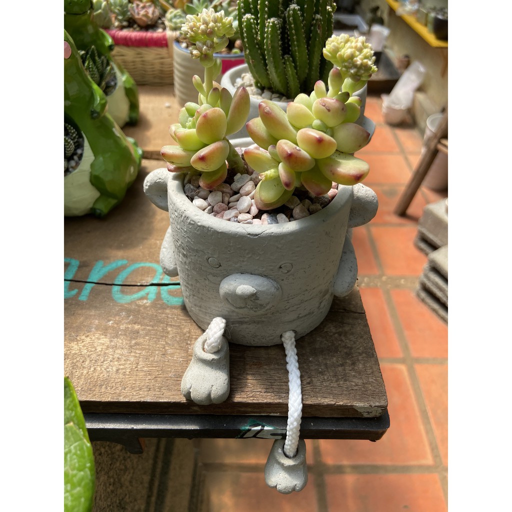 CHẬU XI MĂNG KÈM CÂY