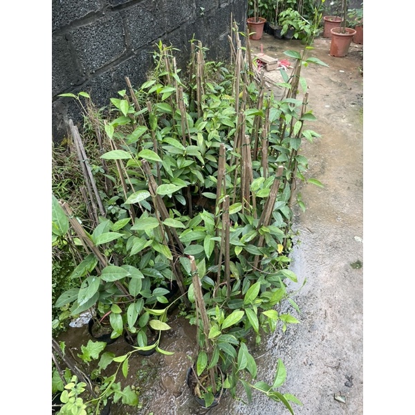 Cây hoa mai hoàng yến leo giàn cổng tường