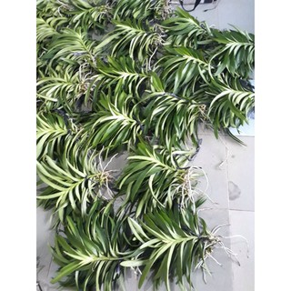 Combo 10 Cây Lan Giống Mokara cao 20-30cm nhiều màu,Đỏ,Vàng,Hồng,Tím,Trắng