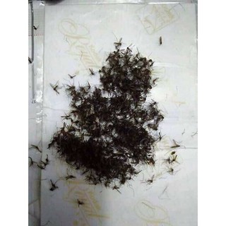 ĐÈN BẮT MUỖI