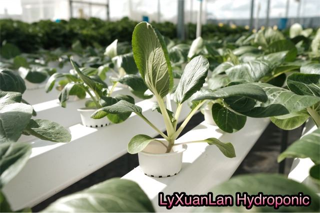 Rọ Thuy Canh  100cái