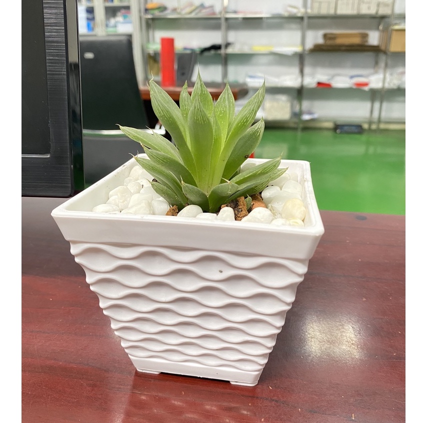 (21x18cm) Chậu nhựa giả sứ cao cấp vuông mắt lưới VML210_Chậu hoa để bàn vuông sóng trồng cây tiểu cảnh siêu xinh