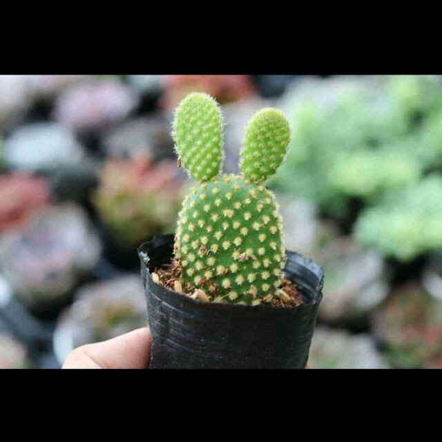 ☘️ XƯƠNG RỒNG TAI THỎ 🌻