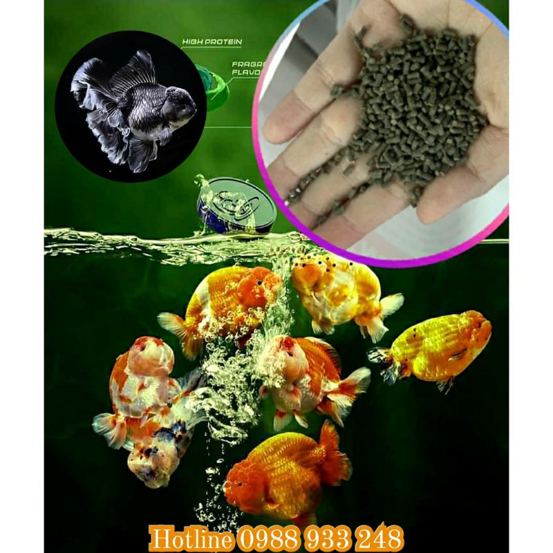 Cám TOMBOY TB2 hạt chìm cho Cá vàng, cá Ranchu